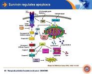 Therapeutic potential of surviving in oral cancer PowerPoint Presentation
