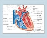 Basic Cardiology PowerPoint Presentation Notes