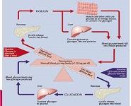 Diabetes Mellitus PowerPoint Presentation Notes