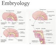 Thyroid PowerPoint Presentation Notes