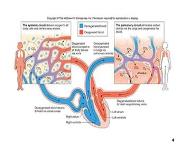 Cardiovascular System PowerPoint Presentation Notes