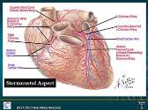 Basic Coronary Artery Anatomy