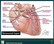 Basic Coronary Artery Anatomy PowerPoint Presentation Notes
