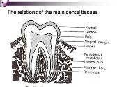 Chemical Composition of The Teeth