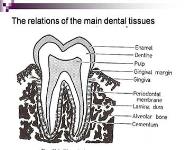 Chemical Composition of The Teeth PowerPoint Presentation