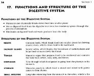 Digestive PowerPoint Presentation Notes