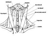 The Head and Neck Pharynx and Oral Cavity