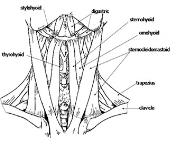 The Head and Neck Pharynx and Oral Cavity PowerPoint Presentation Notes