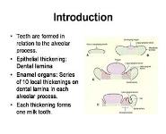 Development of Teeth PowerPoint Presentation Notes