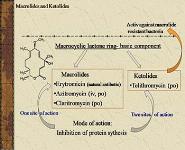 Antimicrobial therapy PowerPoint Presentation