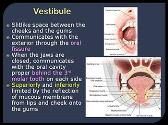 Oral Cavity Tongue and Palate
