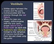 Oral Cavity Tongue and Palate PowerPoint Presentation