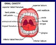 Oral Cavity PowerPoint Presentation Notes