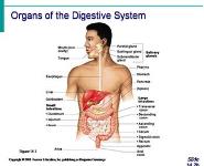 The Digestive System and Body Metabolism PowerPoint Presentation Notes