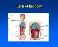 Oral cavity pharynx PowerPoint Presentation Notes