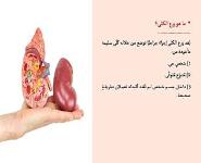 Human Kidney PowerPoint Presentation