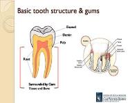Overview of Oral Health Topics for the Community Health Worker PowerPoint Presentation Notes