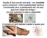 Protein Metabolism PowerPoint Presentation Notes