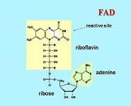 Enzymes in medicine PowerPoint Presentation