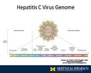 Chronic hepatitis C guidelines for screening and treatment PowerPoint Presentation