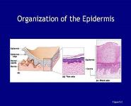 The Integumentary System PowerPoint Presentation