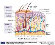 The Integumentary System The Protective Covering PowerPoint Presentation Notes