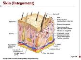 The Integumentary System