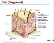 The Integumentary System PowerPoint Presentation Notes
