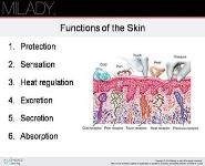 Skin Structure Growth and Nutrition PowerPoint Presentation Notes