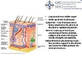 Anatomy of the skin