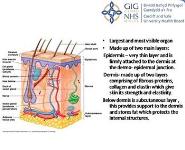 Anatomy of the skin PowerPoint Presentation Notes