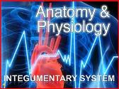Anatomy and Physiology - Integumentary system