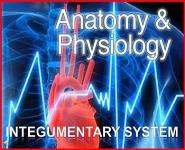 Anatomy and Physiology - Integumentary system PowerPoint Presentation Notes