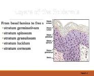 Skin fascia tendon aponeurosis and ligaments PowerPoint Presentation Notes