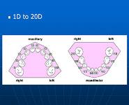 DENTAL ANATOMY PowerPoint Presentation Notes