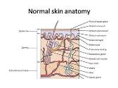 Eczematous skin disorders