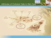 Oats in Skin Care