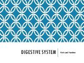 Digestive System 0