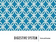 Digestive System 0 PowerPoint Presentation