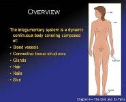 The Skin and Its Parts PowerPoint Presentation