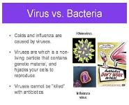 Immune System PowerPoint Presentation Notes