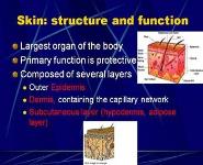 Wound Healing PowerPoint Presentation Notes