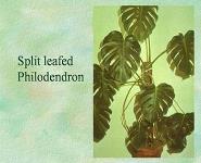 Plant Toxicity PowerPoint Presentation