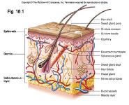 Microbial diseases of the Skin PowerPoint Presentation Notes