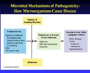 Microbial Pathogenesis PowerPoint Presentation