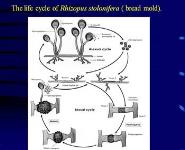 Parasitic and fungal infections PowerPoint Presentation
