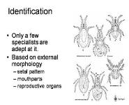 Mites and Humans PowerPoint Presentation