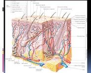 Hair Disorders PowerPoint Presentation