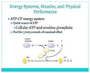 Sports Nutrition PowerPoint Presentation