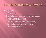 Female Reproductive System PowerPoint Presentation